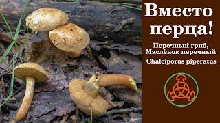 Вместо перца! Перечный гриб или Маслёнок перечный. Chalciporus piperatus