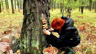 ОПЕНОК ОСЕННИЙ, ОПЕНОК ЛОЖНЫЙ И ОПЕНОК КОРОЛЕВСКИЙ: сравниваю, собираю и готовлю.