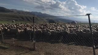 Sheep Going home late
