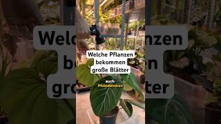 Diese Pflanzen können riesige Blätter bekommen #zimmerpflanzen #plants #pflanzen #pflanzentipps