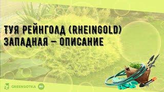 Туя Рейнголд (Rheingold) западная — описание