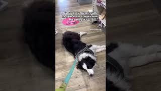 When you’re NOT living for the summer  #bordercollie #dogmom #dogmum #bordercolliedog