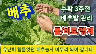 김장배추 수확 3주전 해야 할일(물관리.영양관리.쓴맛),#배추 #김치