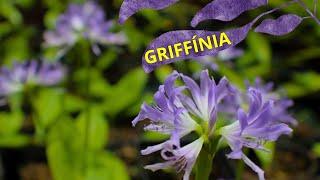 A beleza em perigo: Griffinia sobrevive em meio à extinção