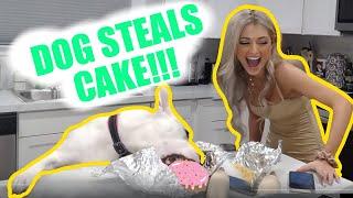 Dog Steals Cake Live On Twitch!!! | TheDanDangler