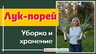 Лук порей. Уборка и хранение