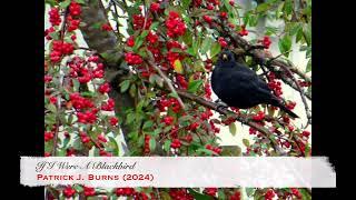 IF I WERE A BLACKBIRD by Patrick J. Burns (Bandworks Publications, 2025)