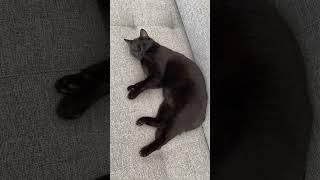 Самый ленивый кот #котики #cat