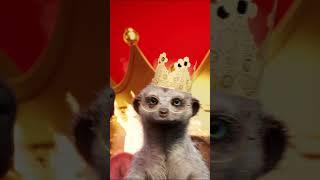 When Capybara Meets Burger King   #burgerking#whopper#funny#parody#comedy#shortvideo#tiktok#viral