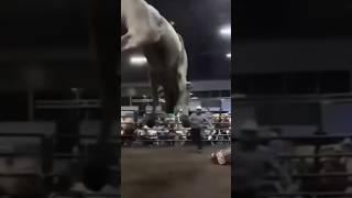 Bull “God Mode” #rodeo #bullrider #viral #cowboy #trending #viralvideo #trend #rodeotime