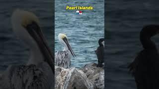 Pearl Islands Panama 