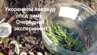 Как размножить  лаванду осенью?‍️