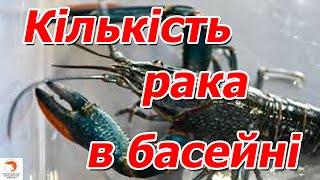 А яку кількість рака ми тримаємо на 1м.кв в великому басейні