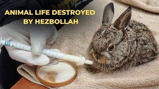 Israel's Ecological Crisis: Animal Life Destroyed by Hezbollah