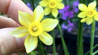 Narcissus 'New Baby' - FarmerGracy.co.uk