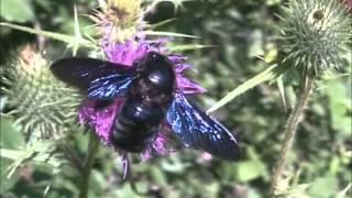 Violet Carpenter Bees Xylocopa violacea