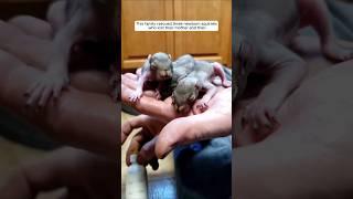 This family rescued three newborn squirrels who lost their mother and then #animalshorts