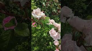 Constanze Mozart rose, Kordes