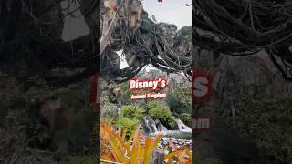Animal Kingdom @ Walt Disney World Florida USA #shorts