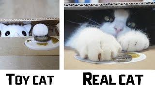 Toy Cat VS Real Cat. Which of them is better at saving money?