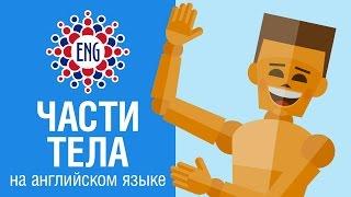 Части тела  на английском языке | Для детей и начинающих