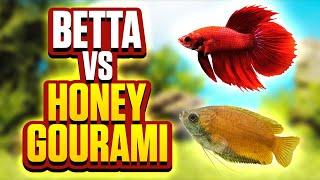 Betta Fish Vs Honey Gourami - Whats The Best Fish For Your Aquarium?