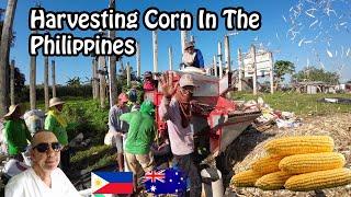 Rural Life In The Philippines: Harvesting Corn