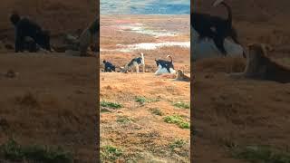 alpha male dog controlling pack | sigma rule | dominance #dog #alpha