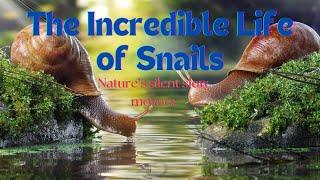 The Incredible Life of Snails-Nature's slow mover