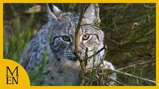 Sightings of two lynx in Scottish Highlands leads to public warning