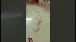 Cute Pomeranian puppy Short Video2021 / Youtube Shorts/ yt shorts/ 2021 video/ Pomeranian puppy/