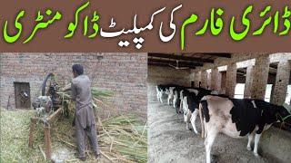 Complete Documentary About Dairy Farming | Dairy Farming in Pakistan