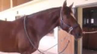 my horse Laster