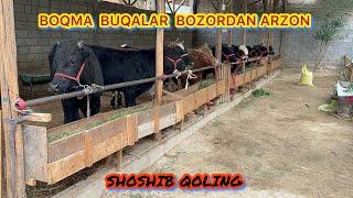 Boqma buqalar bozordan arzon shoshilib qoling