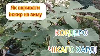 ЯК УКРИВАТИ ІНЖИР НА ЗИМУ Догляд за інжиром взимку