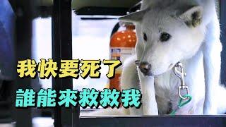 狗狗看見人類就會渾身顫抖絕食，誰知訓犬師卻說它是最偉大的狗