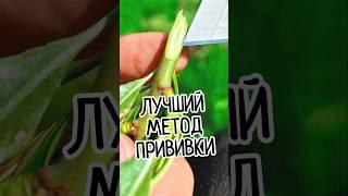The best way! Tree grafting with 95% survival rate! The secret of improved copulation! ️