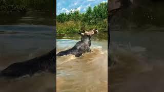 Мистер Шоколадик vs вода  #лось #moose