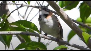 Rufous-collared Sparrow   4K