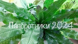 Обзор папоротников 2024