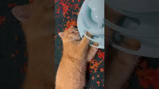 When You Wanna Play But You’re Too Lazy #kittycatvideosfunny #cats #kitten #tiredcat #sleepykittens