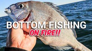 Exciting Jumbo Porgy & Tautog Fishing | Sea Rogue Charters, NY