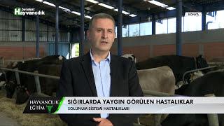 Hayvancılık Eğitim - Sığırlarda Solunum Sistemi Hastalıkları