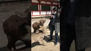 Polite Bowing Deer in Nara Park Japan - හිසනවා ආචාර කරන මුවන් සිටින ජපානයේ නරා උද්‍යානය #Shorts