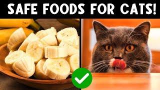 These Human Foods Will Improve Your Cat's Health! 🫐