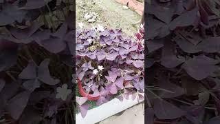 #funny #flowers #gardening #nature #music #youtubeshorts #garden #home
