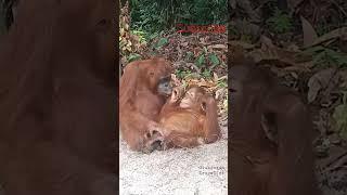 Induk Orangutan Hamil Tapi tetap sayang #wildlife #animalrescue #shorts #orangutan #animals