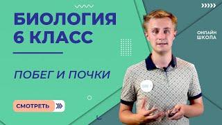 Побег и почки. Видеоурок 5. Биология 6 класс