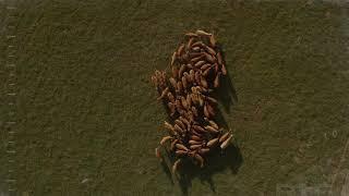 Drone/Aerial Video of Texas Wagyu Cattle Ranch