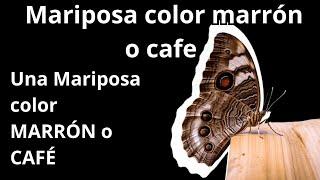 Significado espiritual de las mariposas de color marrón o café. Una mariposa marrón entró en mi casa